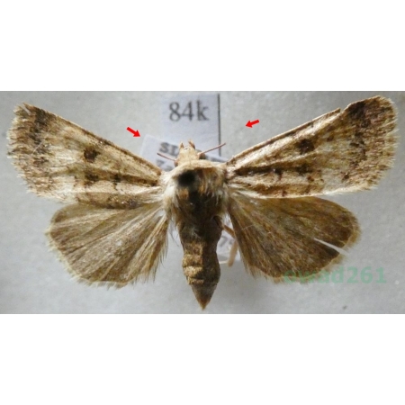 Chersotis fimbriola (Esper, 1803) Slovakia84k